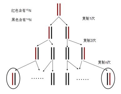 DNA分析表明大規(guī)模滅絕使得新的組合能夠上升