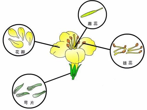 基因研究顯示并非所有植物都依賴光合作用來獲取營養(yǎng)