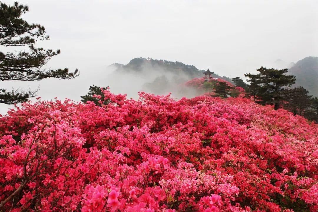 映山紅和杜鵑花的區(qū)別是什么？